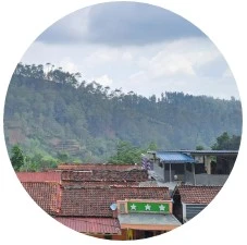 Harijo